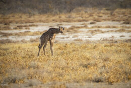 Namibia_August (57/135)